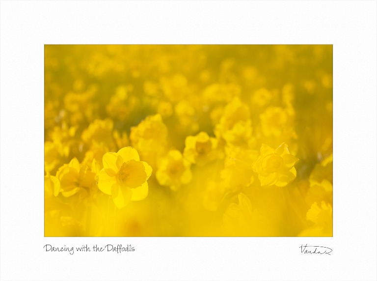 Dancing with the Daffodils
