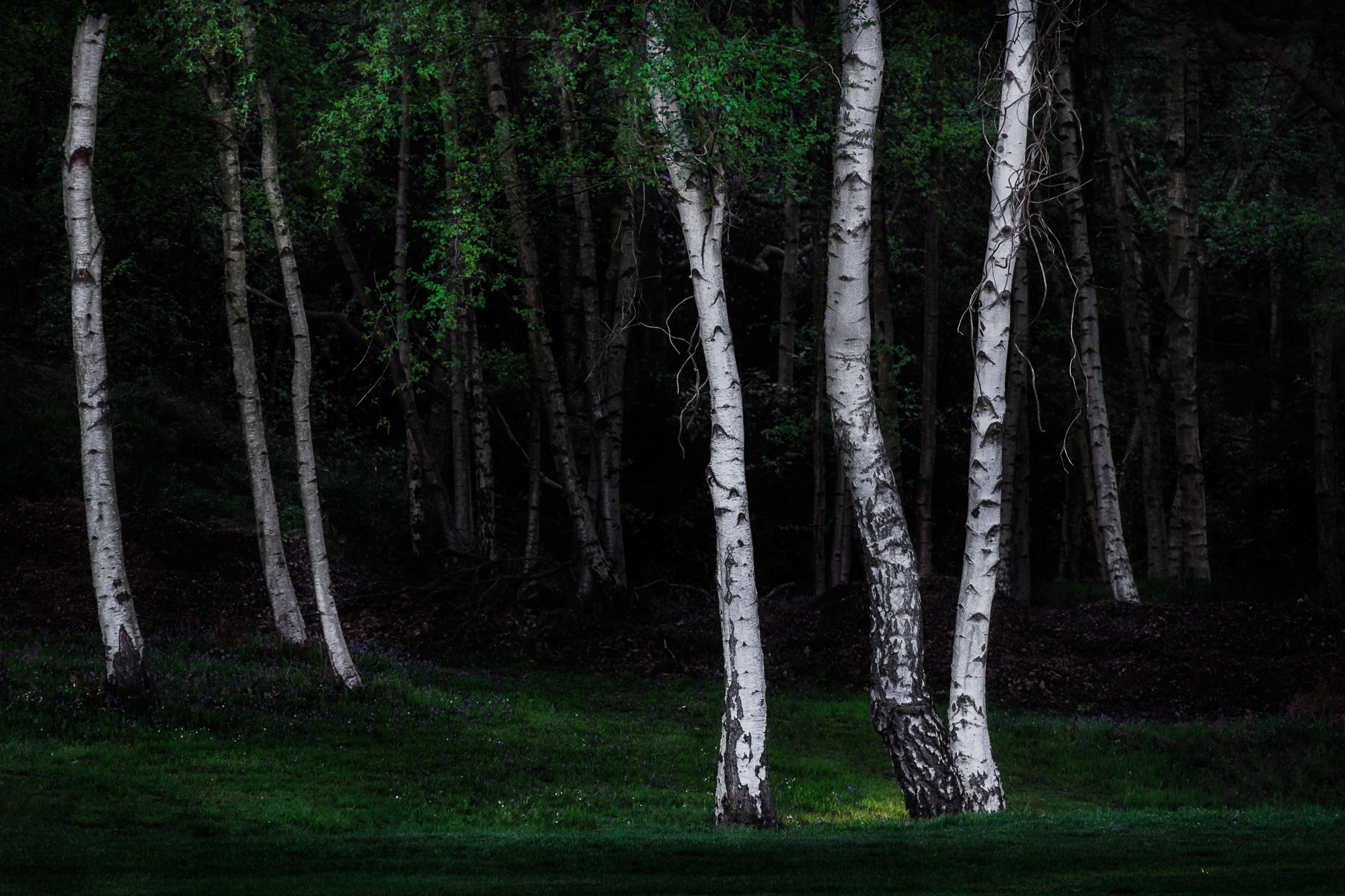 In the Dark of the Birch Wood