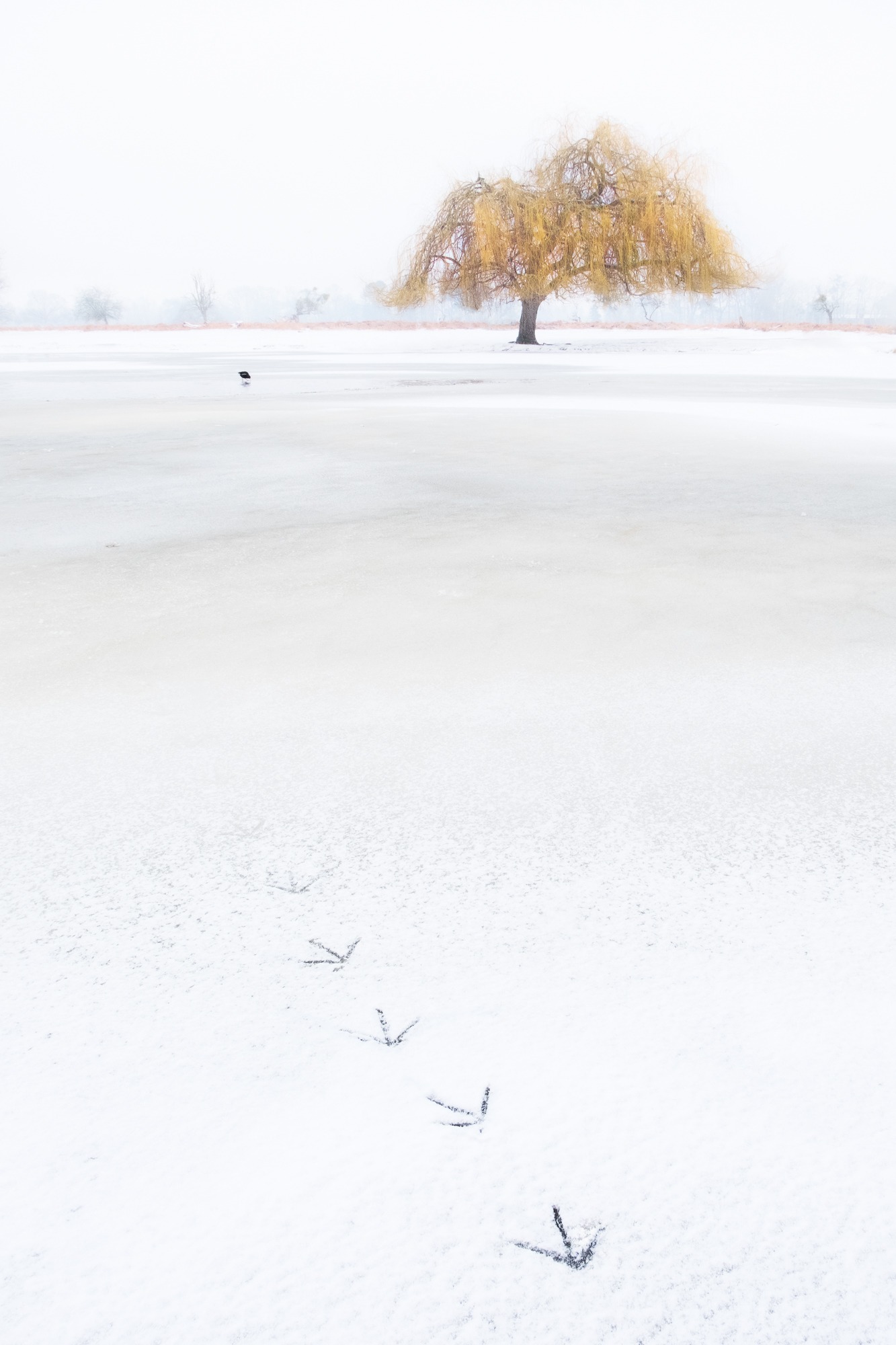 On Frozen Pond