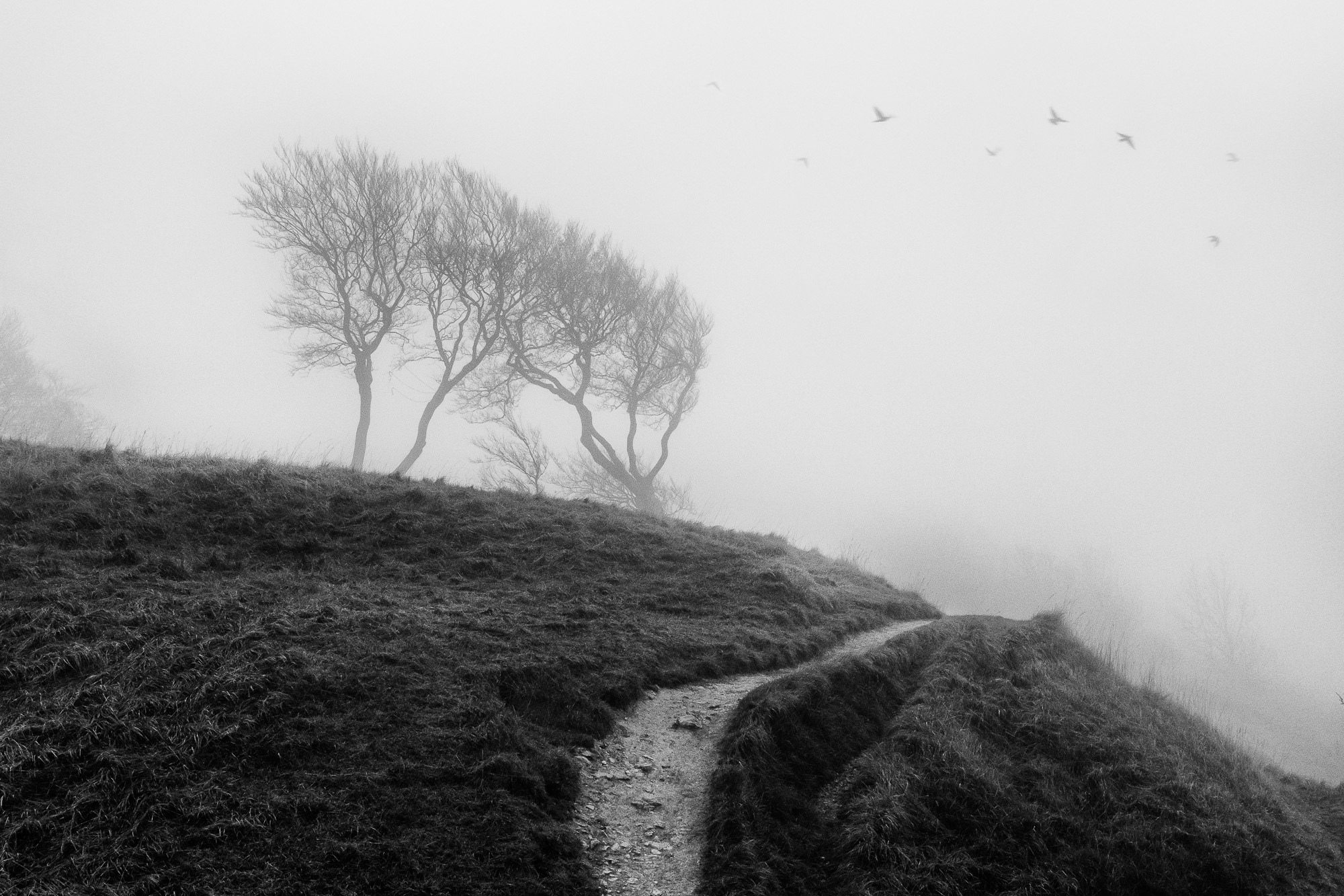 Walk Through The Mist