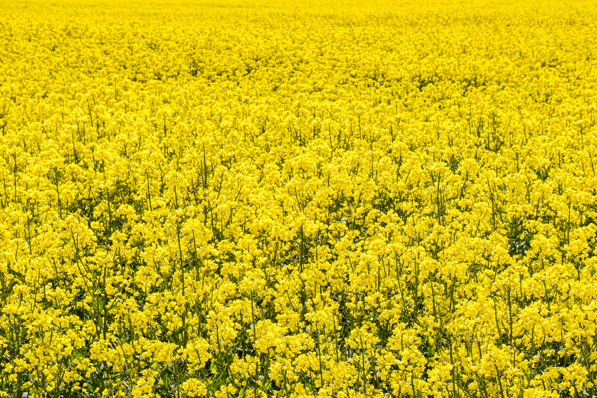 Fields Of Yellow