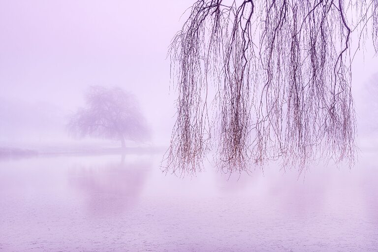 Under The Willow Tree