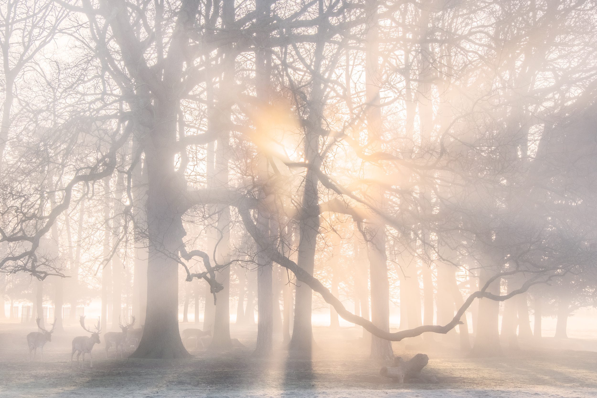 Magical Moment
