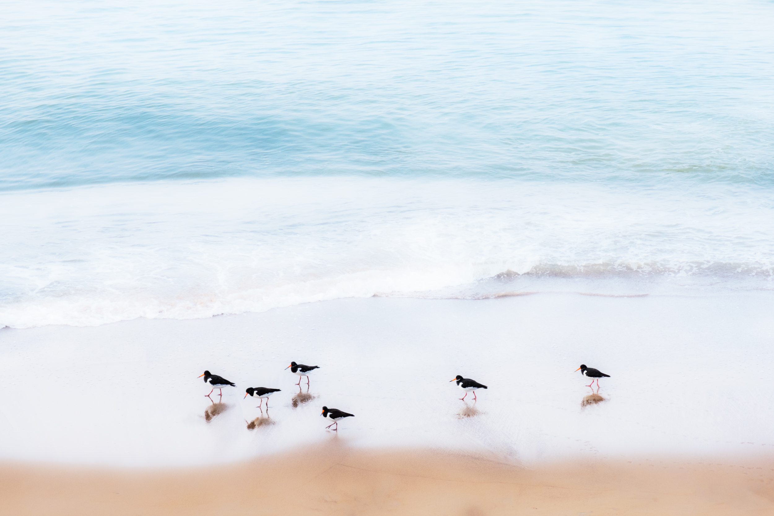 Oystercatchers
