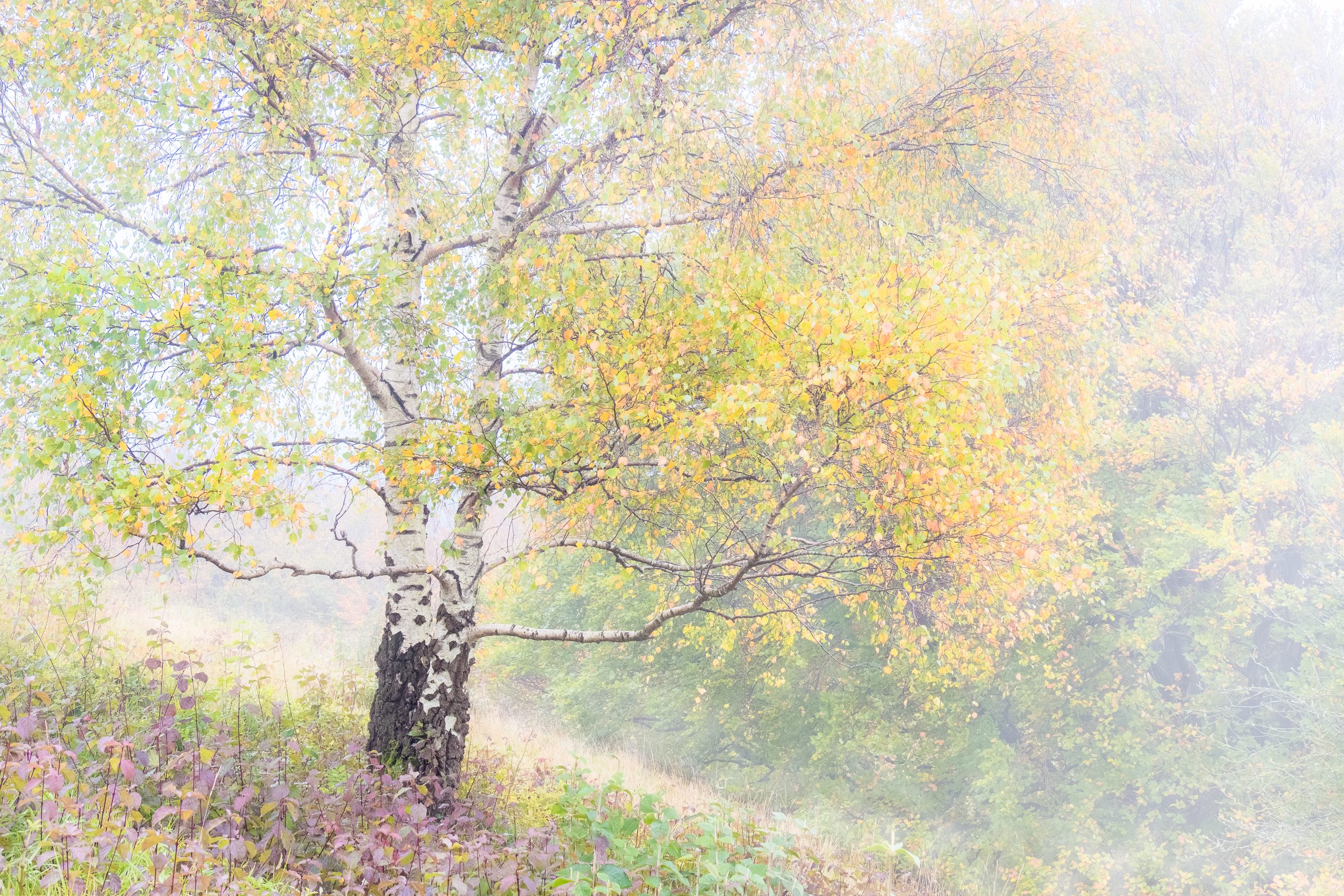The Autumn Has Just Begun