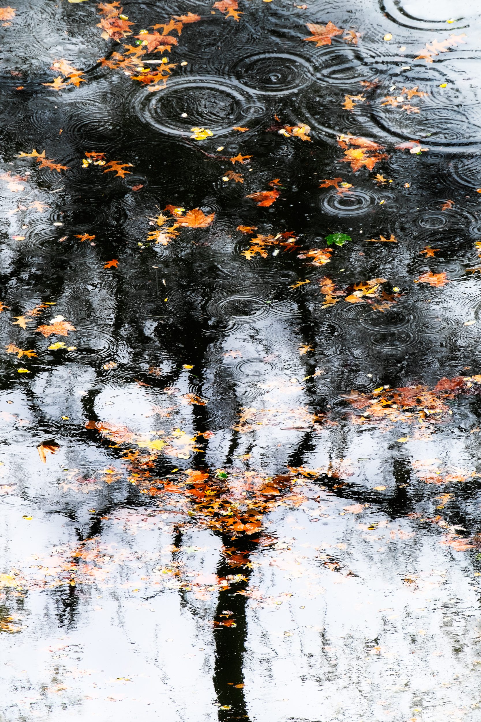 Toulouse Leaves