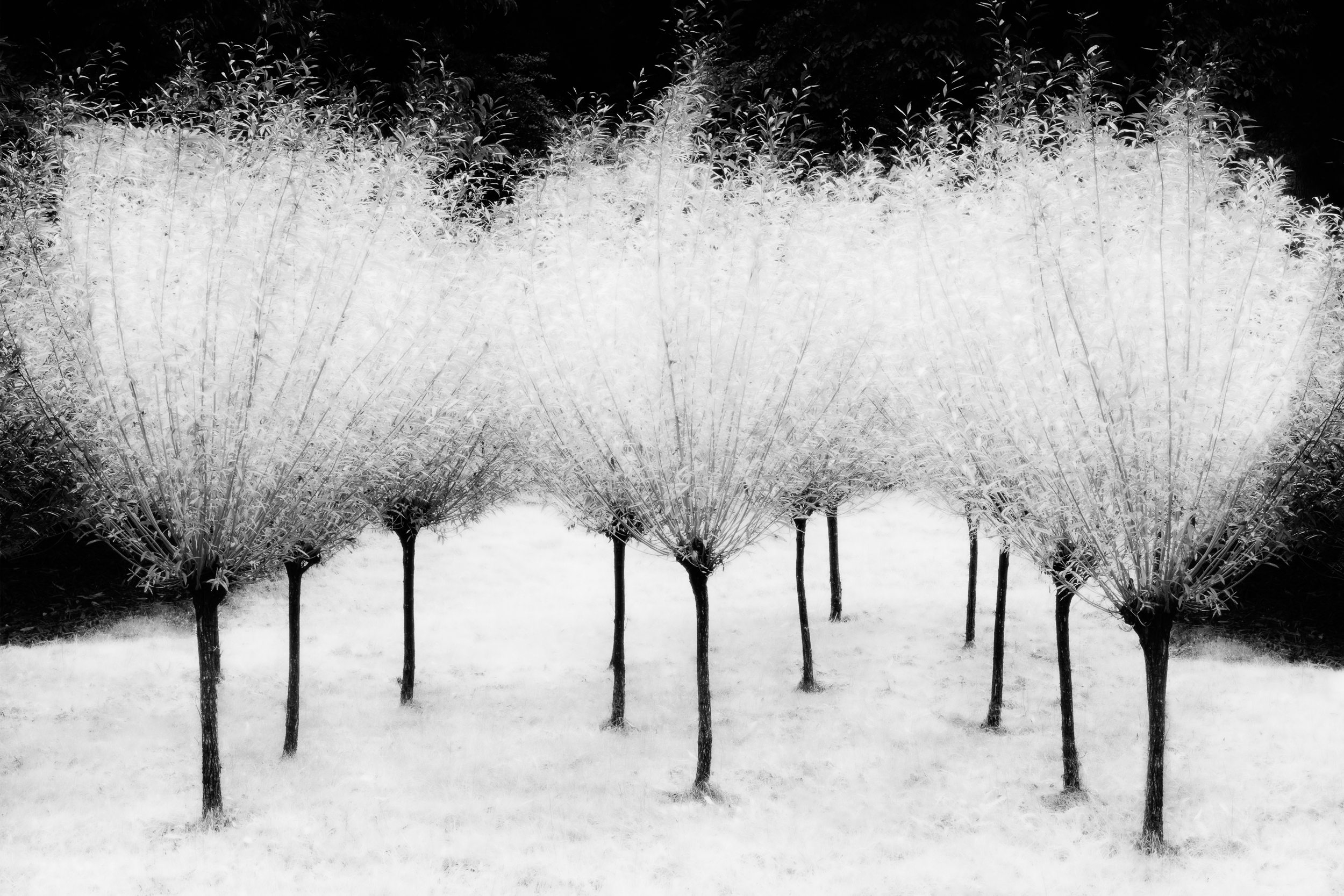 White Willows