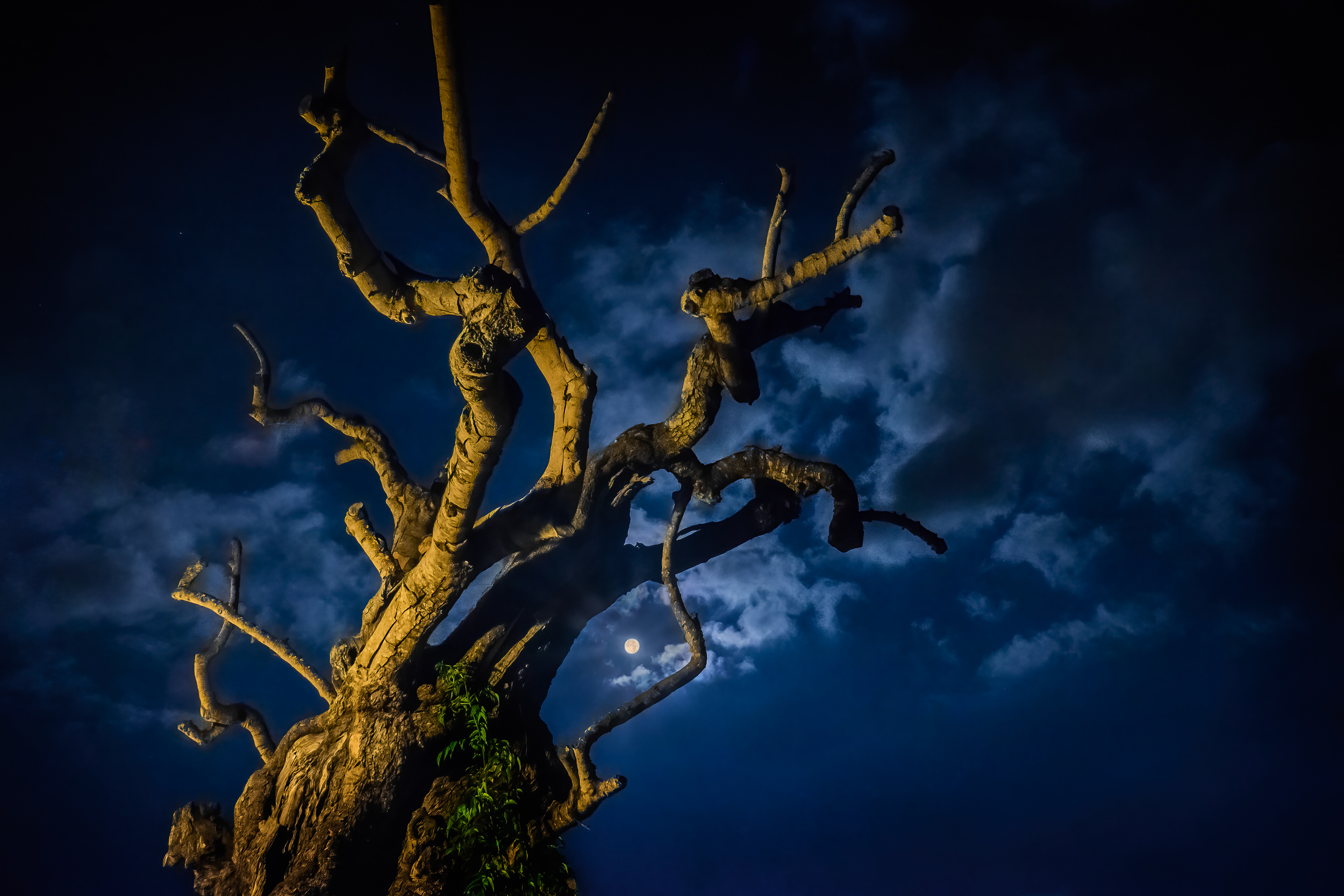 Along The Twilight Paths