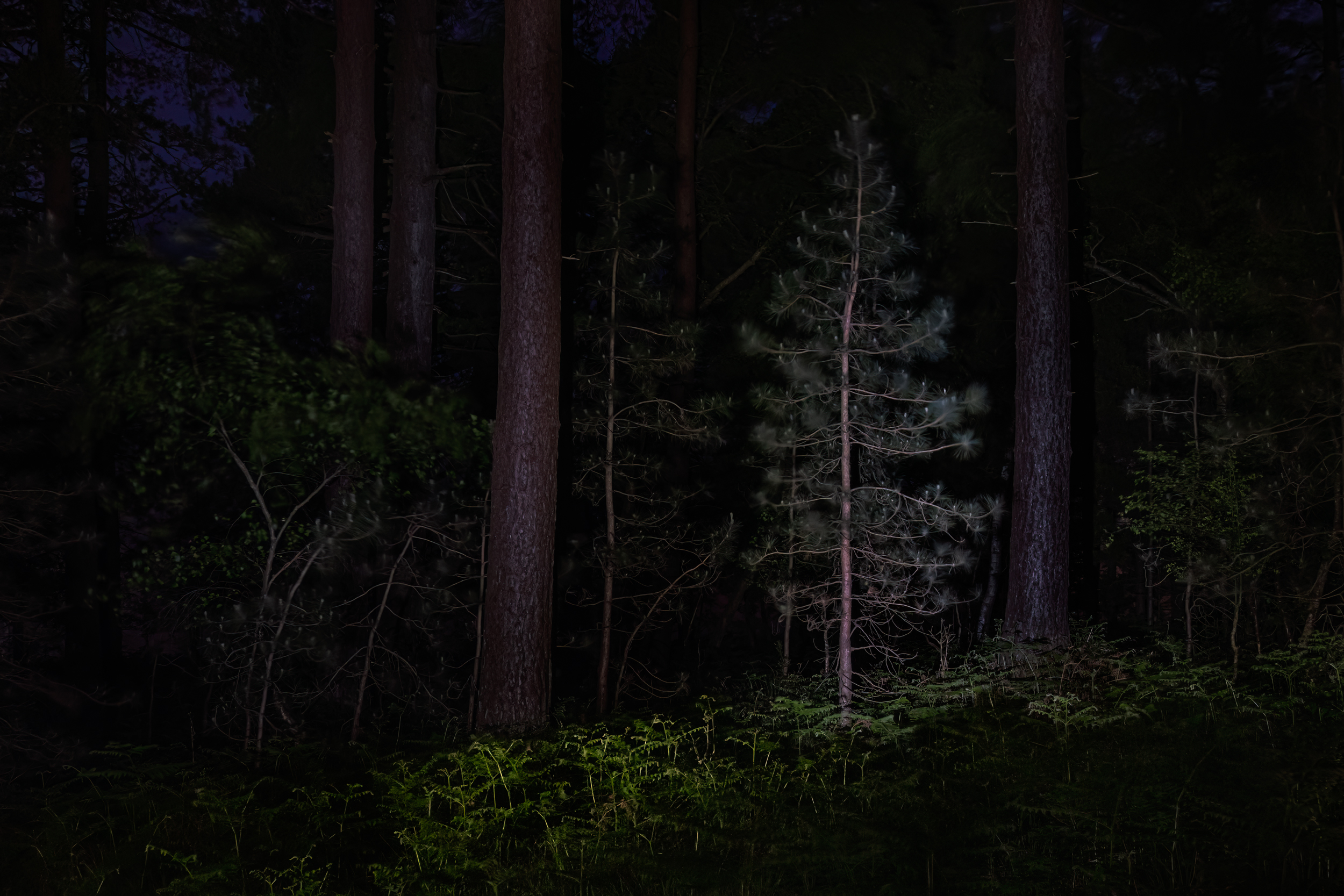 Along The Twilight Paths