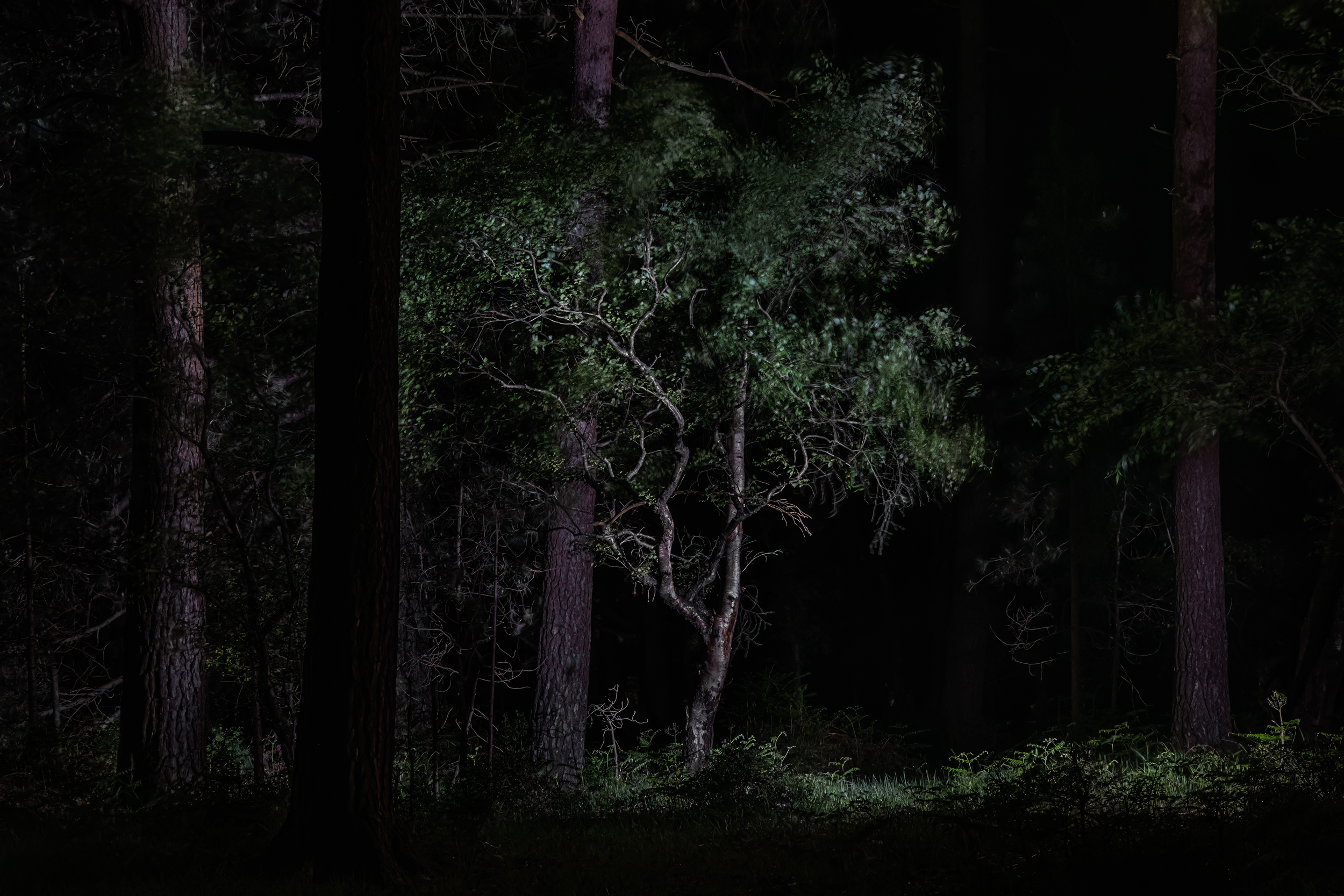 Along The Twilight Paths