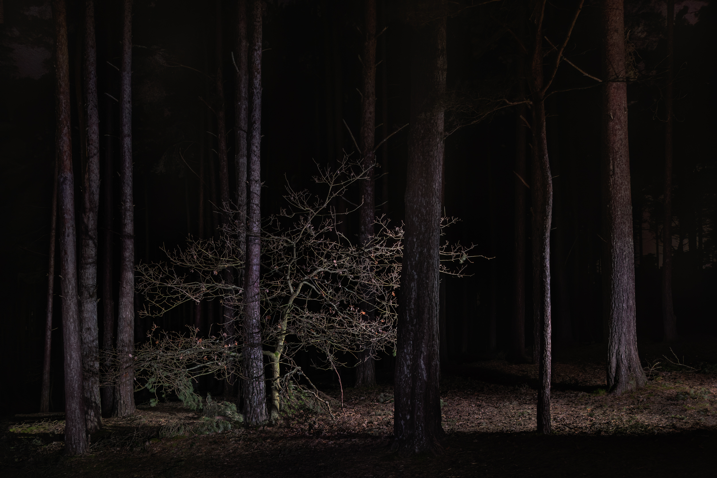 Along The Twilight Paths