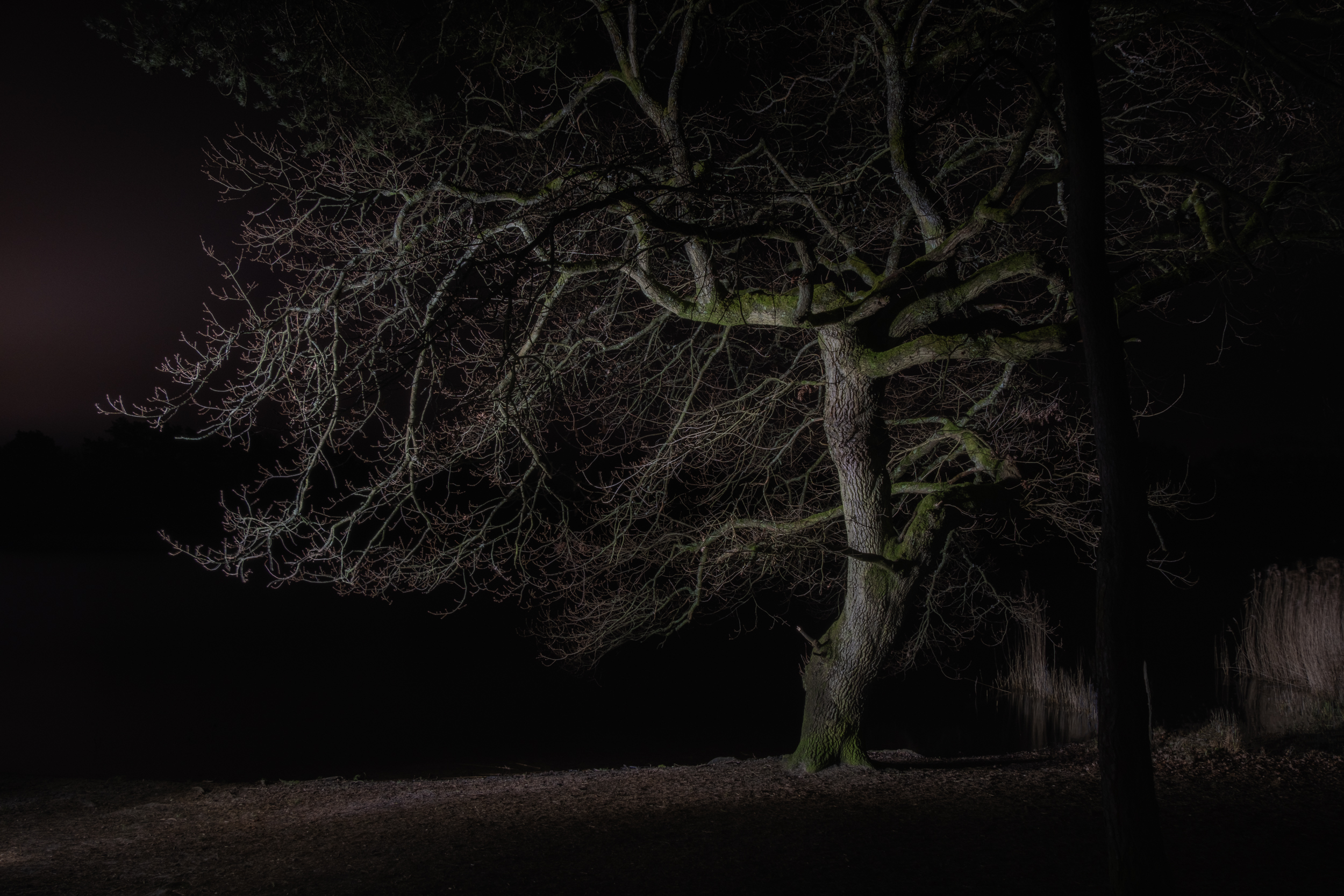 Along The Twilight Paths