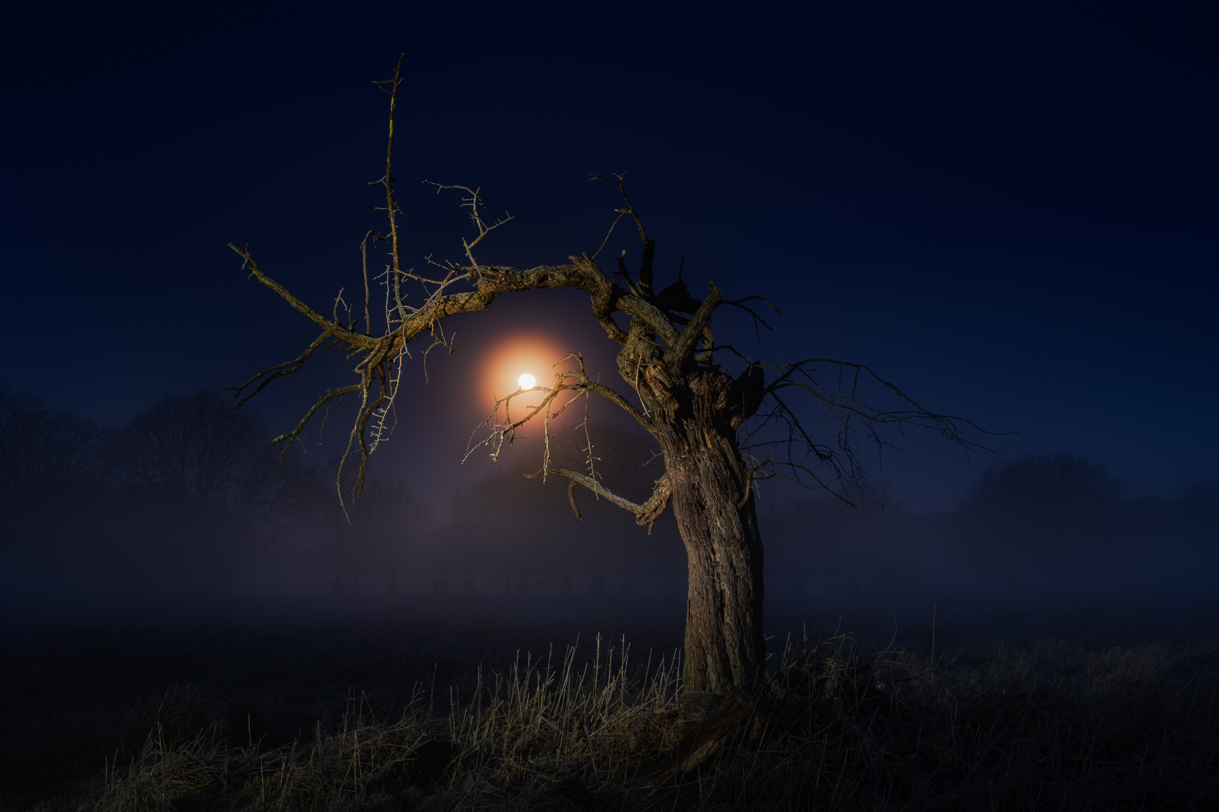 Along The Twilight Paths