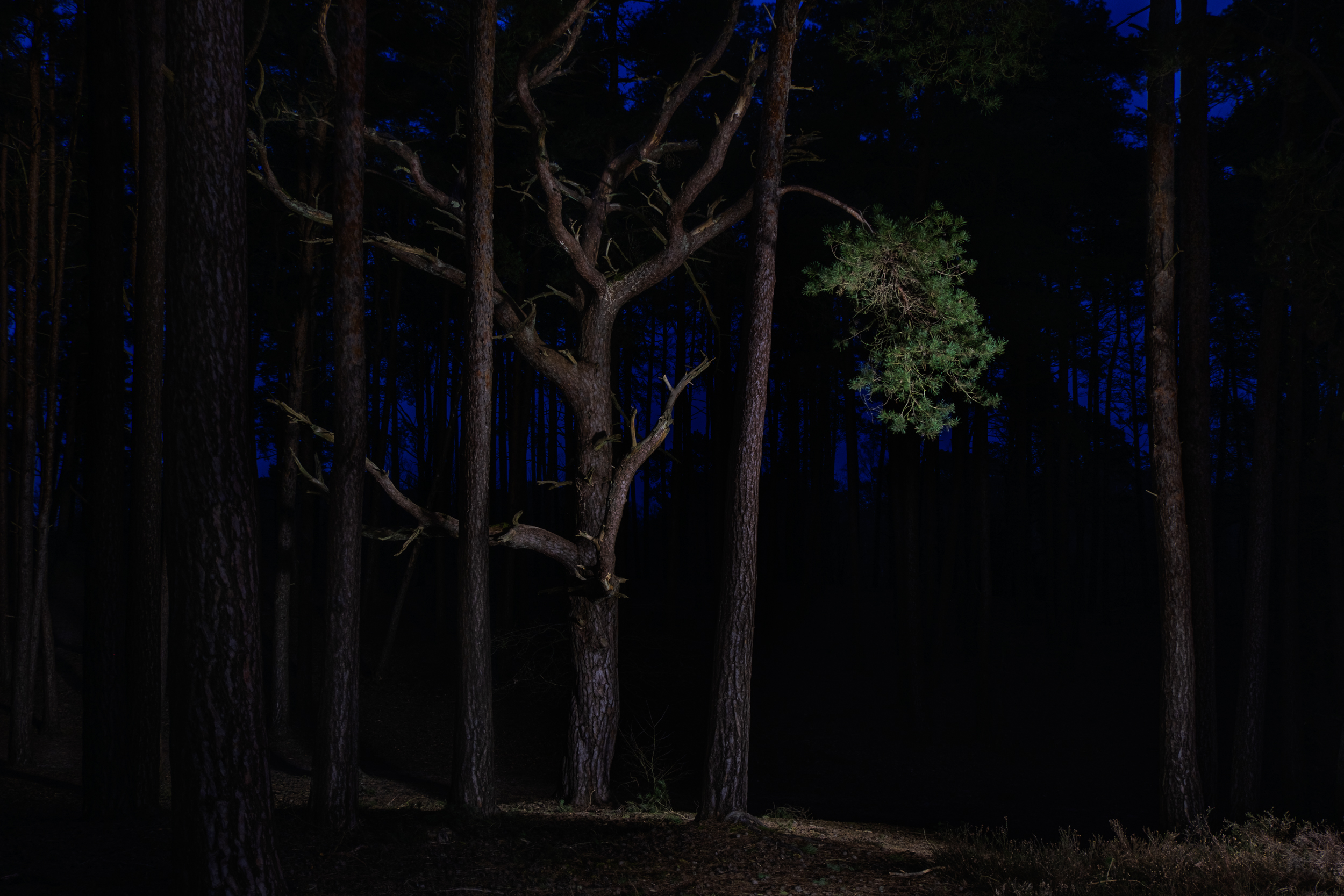 Along The Twilight Paths