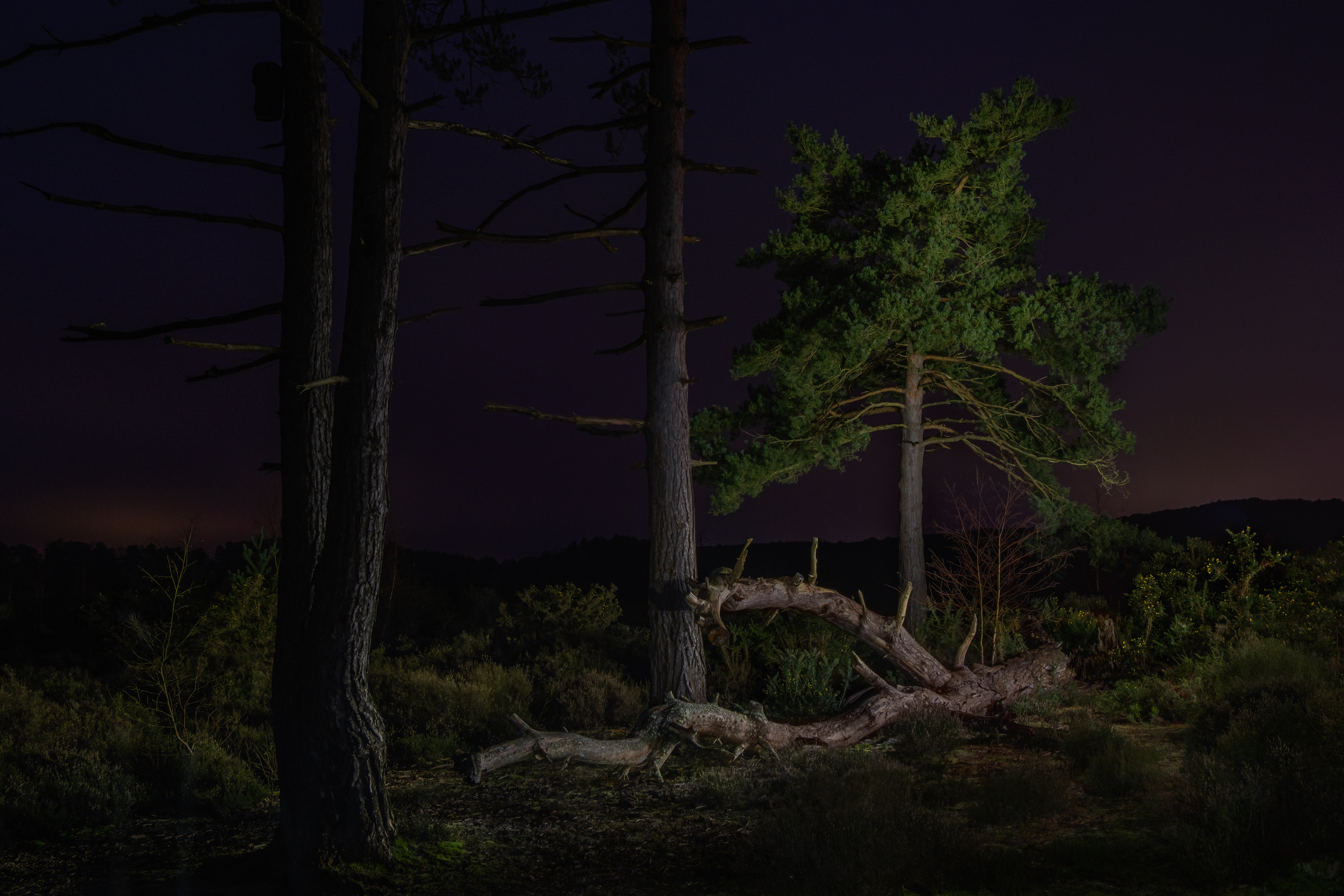 Along The Twilight Paths