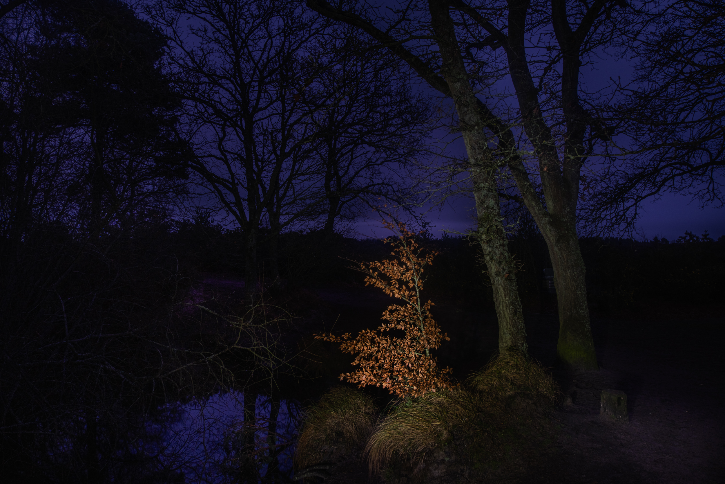 Along The Twilight Paths