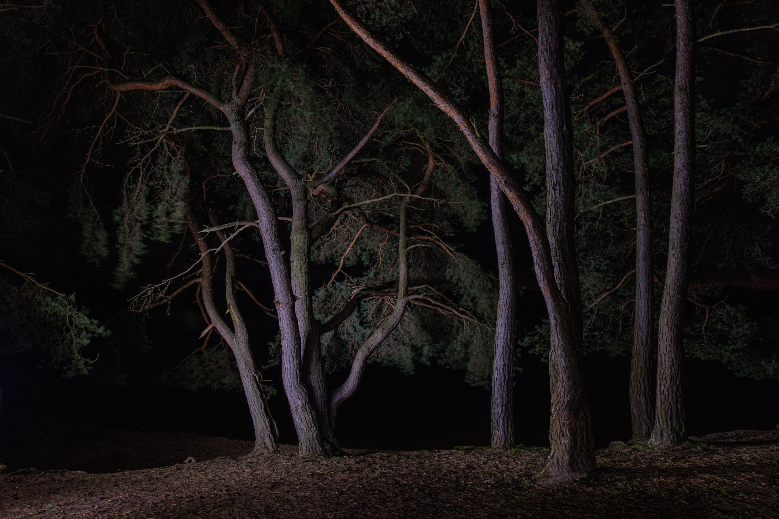 Along The Twilight Paths