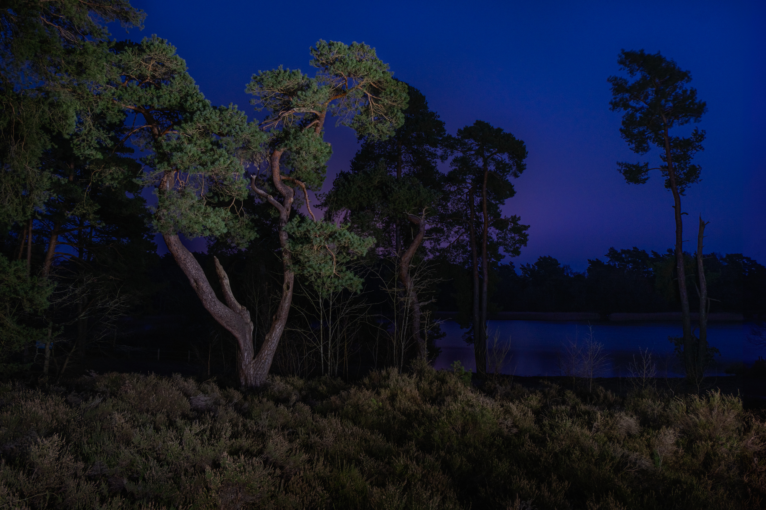 Along The Twilight Paths
