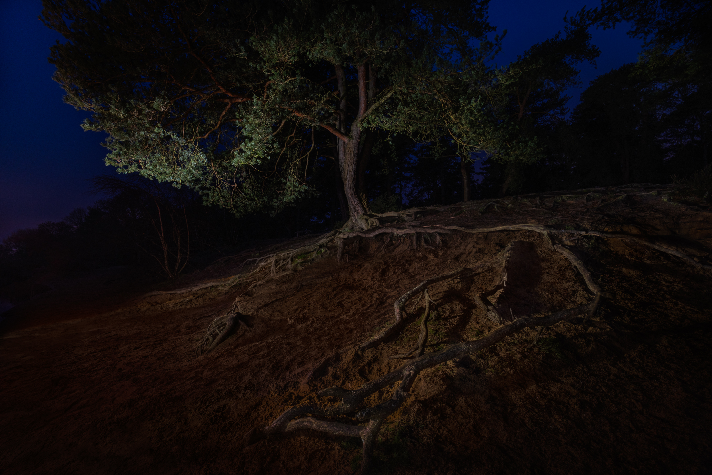 Along The Twilight Paths